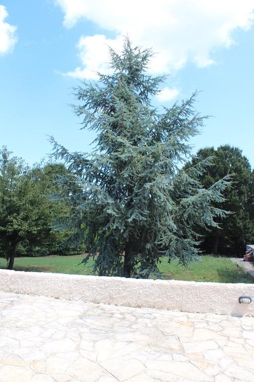 מונופולי Villa Apollonia B&B מראה חיצוני תמונה