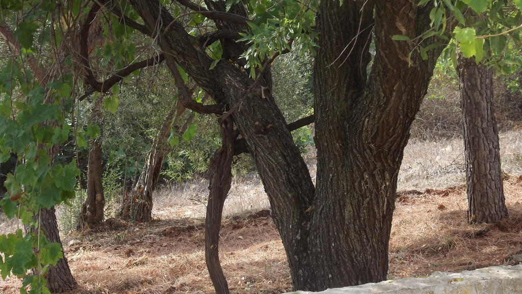 מונופולי Villa Apollonia B&B מראה חיצוני תמונה
