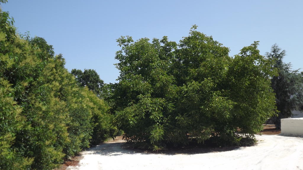 מונופולי Villa Apollonia B&B מראה חיצוני תמונה